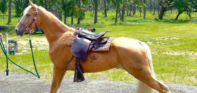 Field Trial hunting TN Walking Horse